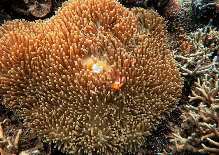 Nemo swimming in the coral